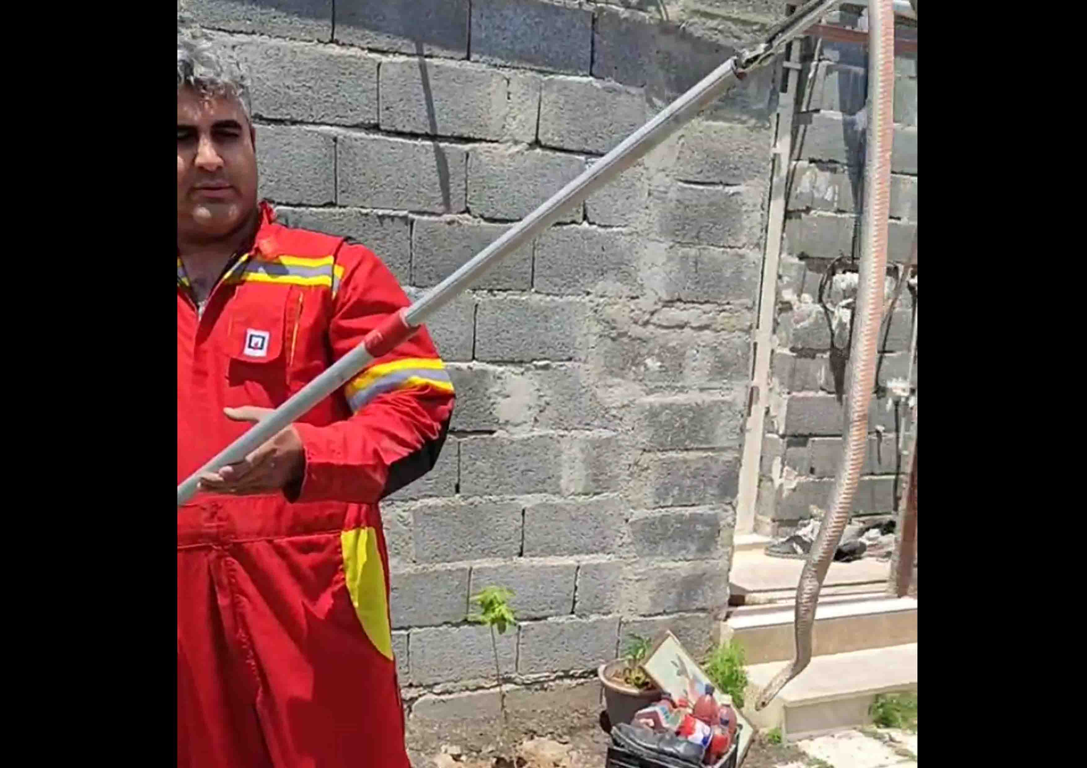  زنده گیری مار سمی در محله عباس آباد